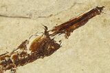 Plate of Fossil Pipefish (Syngnathus & Hipposyngnathus) #275040-5